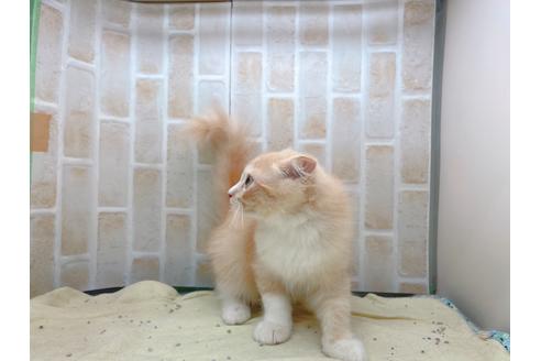 成約済の東京都のスコティッシュフォールド-17083の5枚目