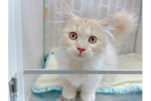 成約済の東京都のマンチカン-17084の7枚目