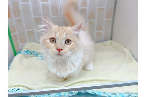 成約済の東京都のマンチカン-17084の8枚目