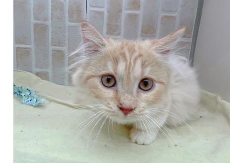 成約済の東京都のマンチカン-17084の2枚目