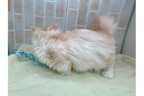 成約済の東京都のマンチカン-17084の4枚目