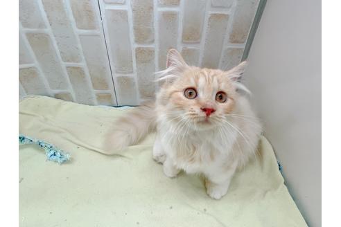 成約済の東京都のマンチカン-17084の5枚目