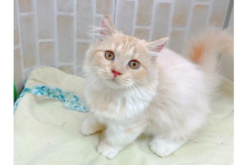 成約済の東京都のマンチカン-17084の1枚目