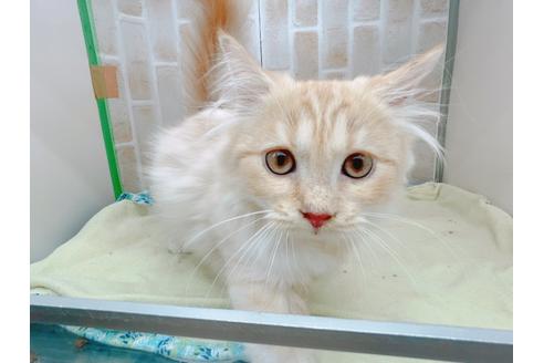 成約済の東京都のマンチカン-17084の6枚目