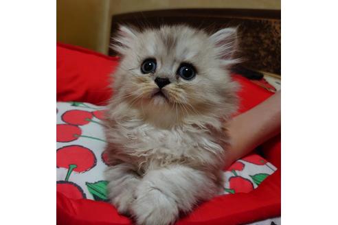 成約済の愛知県のペルシャ-18764の1枚目