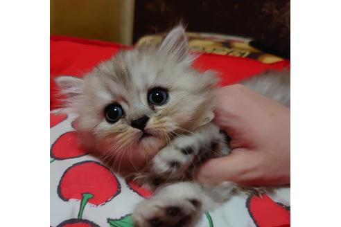 成約済の愛知県のペルシャ-18764の5枚目