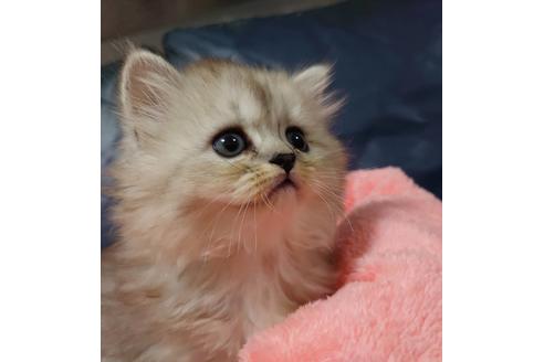 成約済の愛知県のペルシャ-18764の3枚目