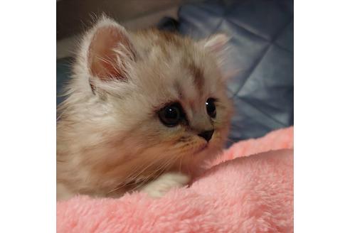 成約済の愛知県のペルシャ-18764の2枚目