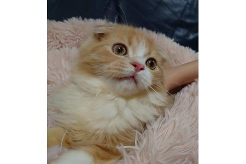 成約済の愛知県のスコティッシュフォールド-18760の1枚目