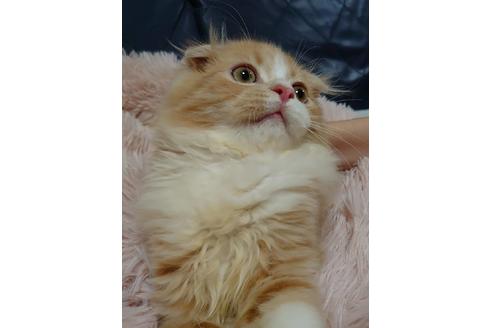 成約済の愛知県のスコティッシュフォールド-18760の5枚目