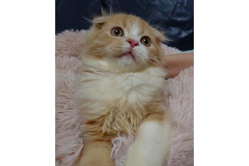 成約済の愛知県のスコティッシュフォールド-18760の4枚目