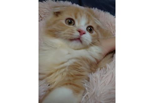 成約済の愛知県のスコティッシュフォールド-18760の3枚目