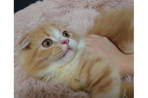 成約済の愛知県のスコティッシュフォールド-18760の2枚目