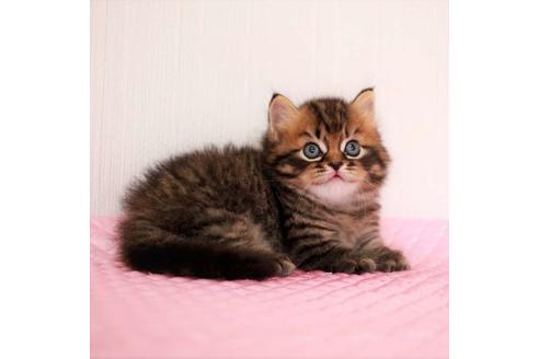 成約済の福岡県のマンチカン-18792の1枚目