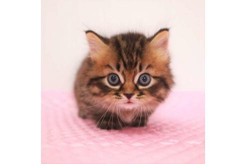 成約済の福岡県のマンチカン-18792の9枚目