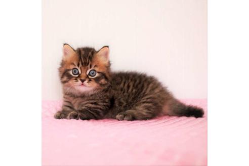 成約済の福岡県のマンチカン-18792の8枚目