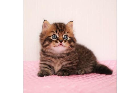 成約済の福岡県のマンチカン-18792の7枚目