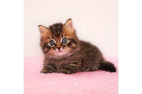 成約済の福岡県のマンチカン-18792の6枚目