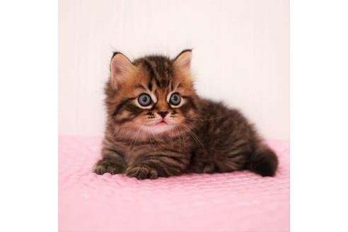 成約済の福岡県のマンチカン-18792の5枚目