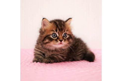 成約済の福岡県のマンチカン-18792の4枚目