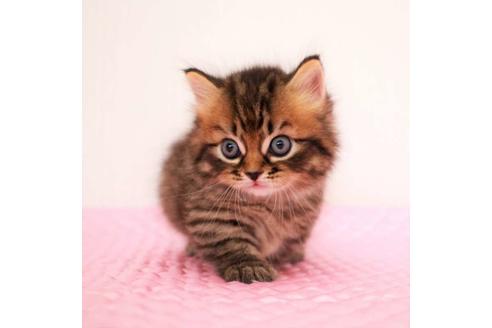 成約済の福岡県のマンチカン-18792の3枚目