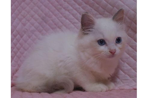 成約済の静岡県のラグドール-18816の4枚目