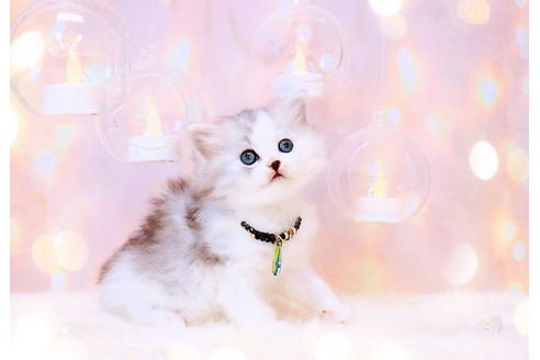 岐阜県のラガマフィン 男の子 21 10 03生まれ くりくりまん丸瞳が キュート 子猫id 1 子猫ブリーダーナビ