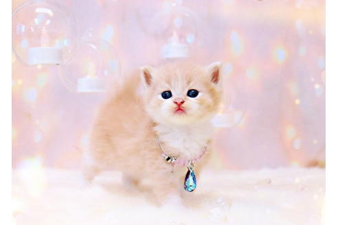 岐阜県のラガマフィン 男の子 21 10 11生まれ 可愛いお顔のミルクティーくん 子猫id 1 子猫ブリーダーナビ 岐阜県のラガマフィン 男の子 21 10 11生まれ 可愛いお顔のミルクティーくん 子猫id 1 子猫ブリーダーナビ