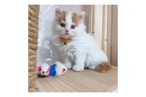 成約済の長野県のミヌエット-18835