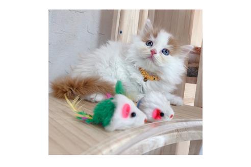 成約済の長野県のミヌエット-18835の5枚目