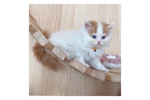 成約済の長野県のミヌエット-18835の4枚目