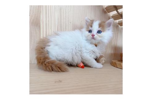 成約済の長野県のミヌエット-18835の3枚目