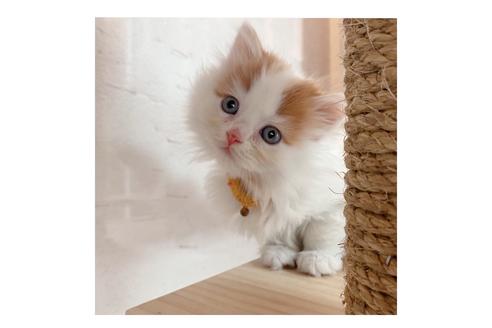 成約済の長野県のミヌエット-18835の2枚目