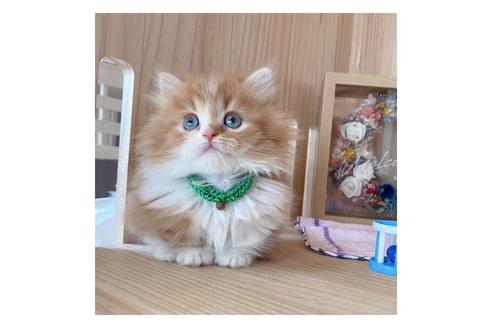 成約済の長野県のミヌエット-18834の1枚目