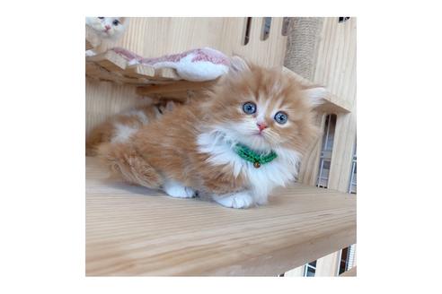 成約済の長野県のミヌエット-18834の5枚目