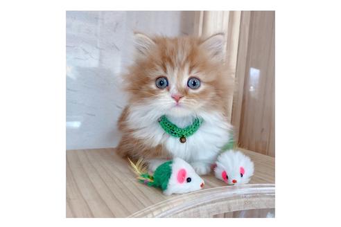 成約済の長野県のミヌエット-18834の4枚目