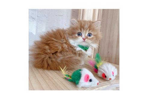 成約済の長野県のミヌエット-18834の3枚目