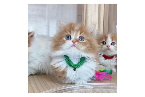 成約済の長野県のミヌエット-18834の2枚目