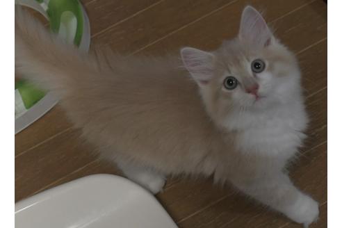 成約済の茨城県のノルウェージャンフォレストキャット-17357