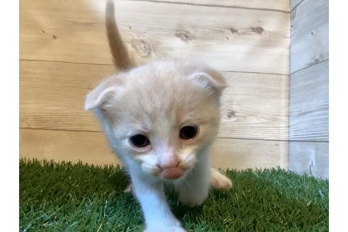 成約済の静岡県のマンチカン-18888の4枚目