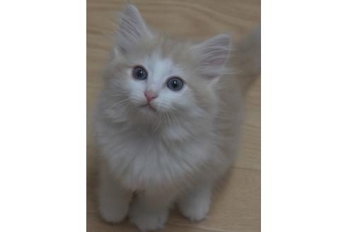 成約済の茨城県のノルウェージャンフォレストキャット-17560の4枚目