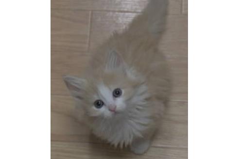 成約済の茨城県のノルウェージャンフォレストキャット-17559