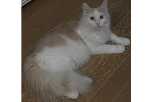 成約済の茨城県のノルウェージャンフォレストキャット-16393