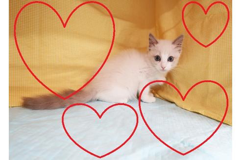 成約済の東京都のラグドール-18898の1枚目