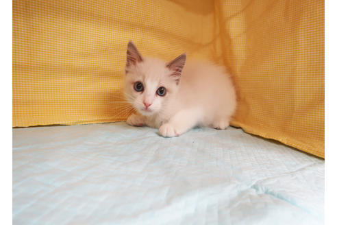 成約済の東京都のラグドール-18898の3枚目