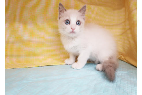 成約済の東京都のラグドール-18898の2枚目