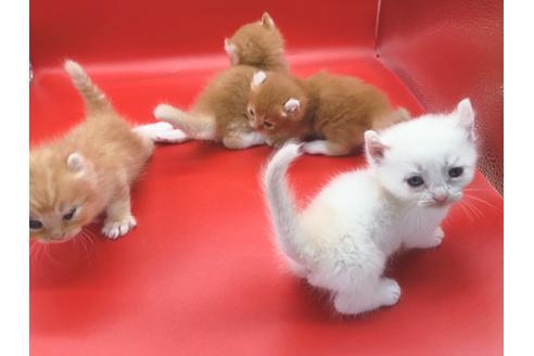 成約済の東京都のその他の猫種-18914の9枚目