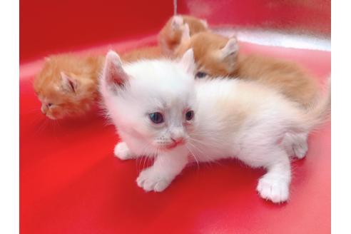 成約済の東京都のその他の猫種-18914の8枚目