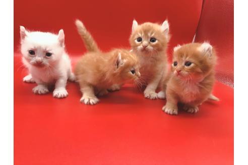 成約済の東京都のその他の猫種-18914の5枚目