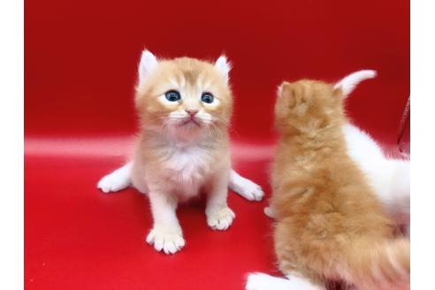 成約済の東京都のその他の猫種-18915の21枚目